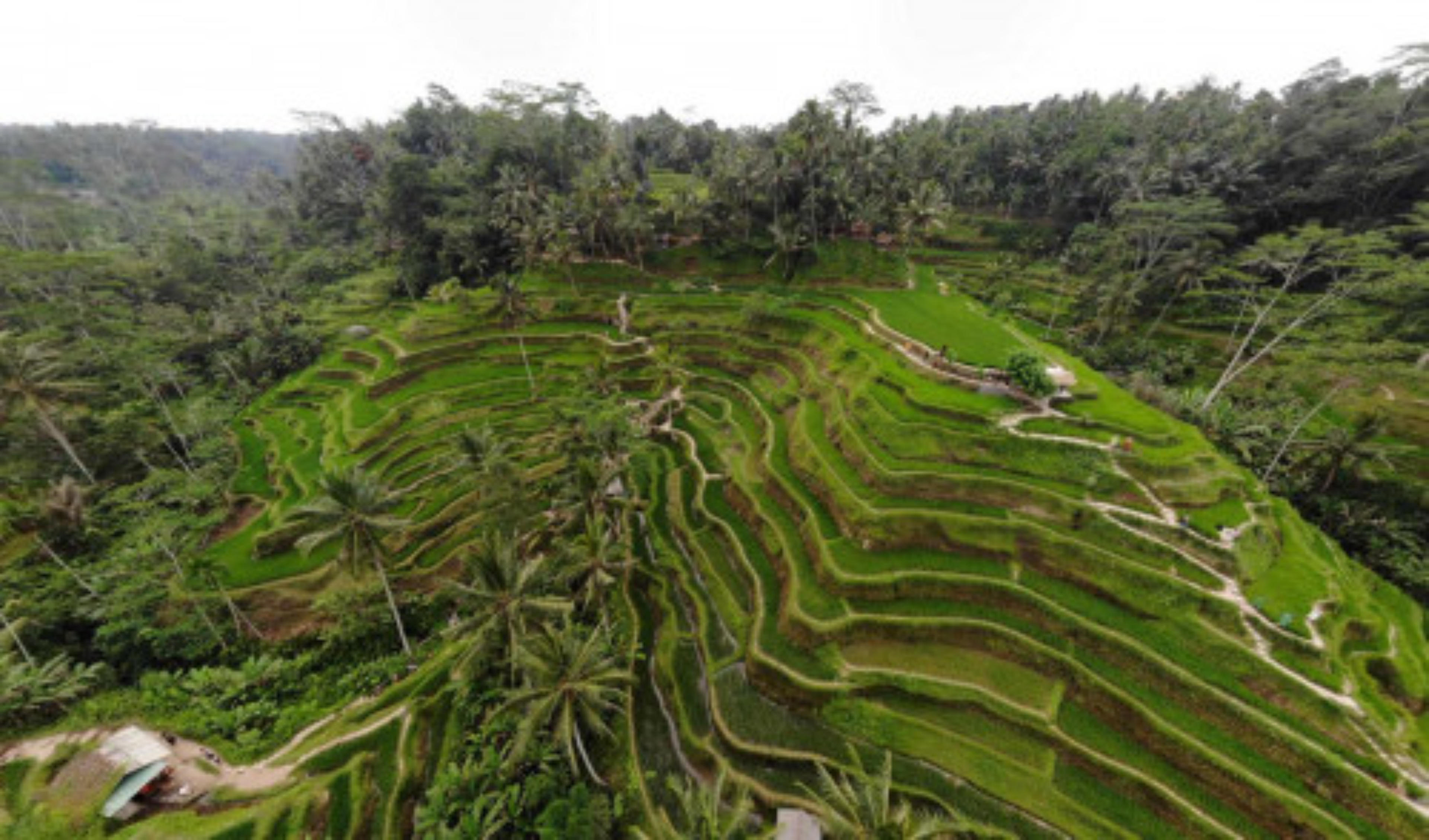 Ceking Rice Terrace virtual tour preview